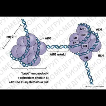 Набор DNMT1 Assay Kit, Abcam, ab11346996, 96 тестов