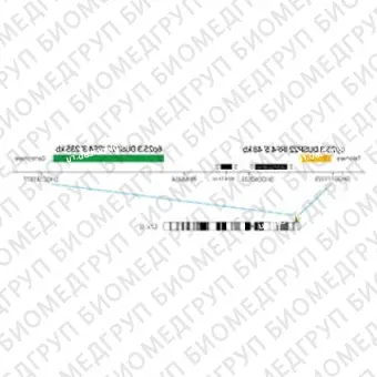 ДЛЯ КЛИЕНТОВ ЗА ПРЕДЕЛАМИ США. SureFISH 6p25.3 DUSP22IRF4 3 BA 235kb P20 GR