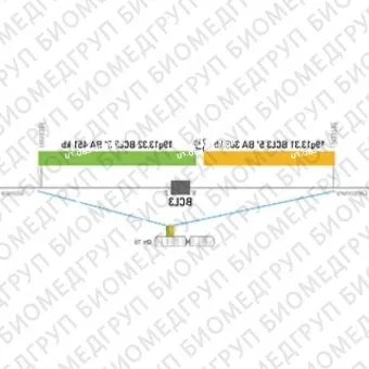 ДЛЯ КЛИЕНТОВ из США. SureFISH 19q13.32 BCL3 3 BA 451kb 20 ГР. BCL3, Break Apart, 20 тестов, FITC, Концентрат, Ручное использование