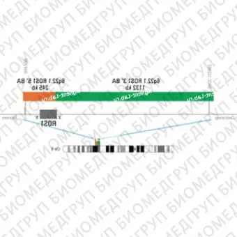ДЛЯ КЛИЕНТОВ ЗА ПРЕДЕЛАМИ США. SureFISH 6q22.1 ROS1 5 BA 245kb P20 RD