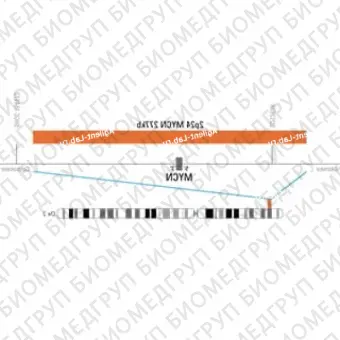 ДЛЯ КЛИЕНТОВ из США. SureFISH 2p24.3 MYCN 277кб P20 RD. MYCN, Номер копии, 20 тестов, Cy3, Концентрат, Ручное использование