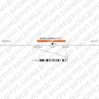 ДЛЯ КЛИЕНТОВ из США. SureFISH 4p16.3 SPON2 378кб P20 RD. SPON2, Номер копии, 20 тестов, Cy3, Концентрат, Ручное использование