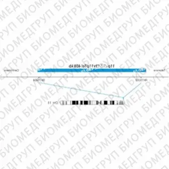 ДЛЯ КЛИЕНТОВ ЗА ПРЕДЕЛАМИ США. SureFISH 11p15.5 Chr11pTel 408kb P20 BL