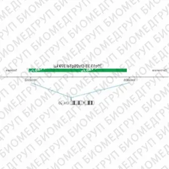 ДЛЯ КЛИЕНТОВ из США. SureFISH 20q13.33 Chr20qTel 379кб P20 GR. Теломер Chr20q, Номер копии, 20 тестов, FITC, Концентрат, Ручное использование