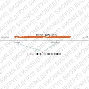 ДЛЯ КЛИЕНТОВ ЗА ПРЕДЕЛАМИ США. SureFISH 3p26.3 Chr3pTel 381kb P20 RD