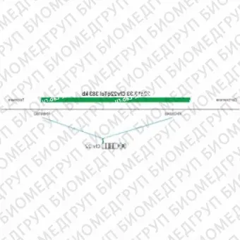 ДЛЯ КЛИЕНТОВ из США. SureFISH 22q13.33 Chr22qTel 383кб P20 GR. Теломер Chr22q, Номер копии, 20 тестов, FITC, Концентрат, Ручное использование