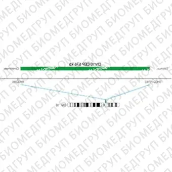 ДЛЯ КЛИЕНТОВ из США. SureFISH Chr10 CEP 676 КБ P20 RD. CEP 10, количество копий, 20 тестов, Cy3, концентрат, ручное использование