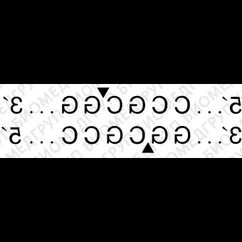 Эндонуклеаза рестрикции SacII, 20 000 ед/мл, New England Biolabs, R0157 L, 10 000 единиц