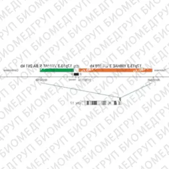 ДЛЯ КЛИЕНТОВ ЗА ПРЕДЕЛАМИ США. SureFISH 17p13.3 YWHAE 5 BA 261kb P20 RD