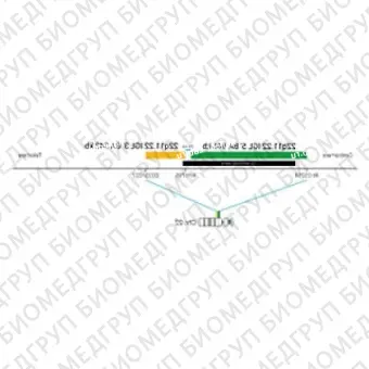 ДЛЯ КЛИЕНТОВ из США. SureFISH 22q11.22 IGL 3 BA 343кб P20 RD. IGL, Break Apart, 20 тестов, Cy3, концентрат, ручное использование