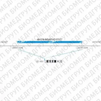 ДЛЯ КЛИЕНТОВ ЗА ПРЕДЕЛАМИ США. SureFISH 18q23 Chr18qTel 413kb P20 BL