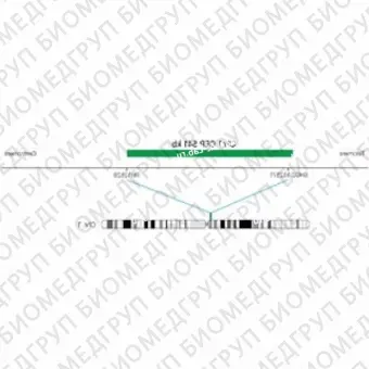 ДЛЯ КЛИЕНТОВ из США. SureFISH Chr1 CEP 541кб P20 GR. CEP 1, номер копии, 20 тестов, FITC, концентрат, ручное использование