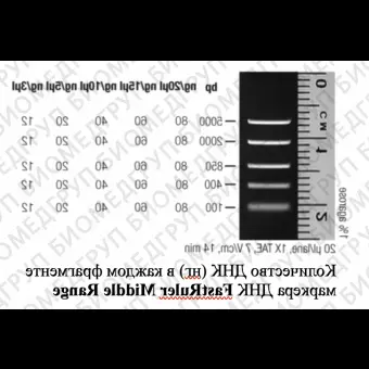 Маркер длин ДНК FastRuler Middle Range, 5 фрагментов от 50 до 1500 п.н., готовый к применению, Thermo FS, SM1113, 2х500 мкл