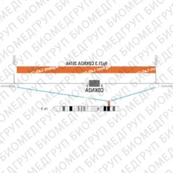 ДЛЯ КЛИЕНТОВ ЗА ПРЕДЕЛАМИ США. SureFISH 9p21.3 CDKN2A 351kb P100 TR