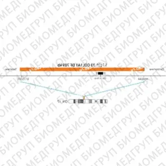 ДЛЯ КЛИЕНТОВ из США. SureFISH 17q21.33 COL1A1 DF 789 КБ P20 RD. COL1A1, Dual Fusion, 20 тестов, Cy3, концентрат, ручное использование