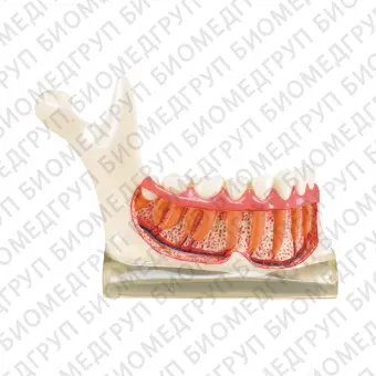 TOOTH MODEL NTYPE  демонстрационная модель нижней челюсти с сагиттальным разрезом