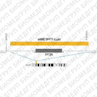 ДЛЯ КЛИЕНТОВ из США. SureFISH 10q26 FGFR2 360 КБ P20RD. FGFR2, Номер копии, 20 тестов, Cy3, Концентрат, Ручное использование