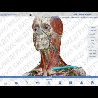 Анатомическое приложение iOS Human Anatomy Atlas