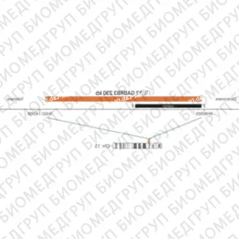 ДЛЯ КЛИЕНТОВ из США. SureFISH 15q12 GABRB3 230 КБ P20 RD. GABRB3, Номер копии, 20 тестов, Cy3, Концентрат, Ручное использование