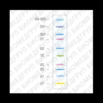 Маркеры белковые молекулярного веса, предокрашенные, Kaleidoscope, 10250 кДа, 10 полос, BioRad, 1610395, 5х500 мкл