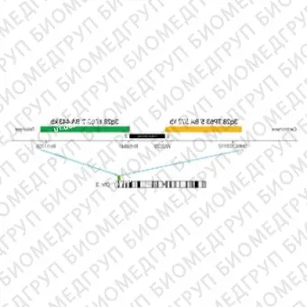 ДЛЯ КЛИЕНТОВ из США. SureFISH 3q28 TP63 5146 BA 372кб P20 RD. TP63, Break Apart, 20 тестов, Cy3, Концентрат, Ручное использование