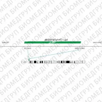 ДЛЯ КЛИЕНТОВ из США. SureFISH 1q44 Chr1qTel 402кб P20 GR. Теломер Chr1q, Номер копии, 20 тестов, FITC, Концентрат, Ручное использование