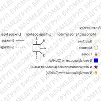 Стандарт Nгликанов AdvanceBio APTS G0/A2 ранее ProZyme