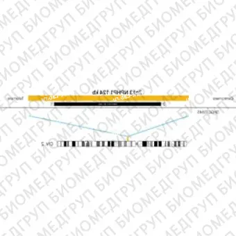 ДЛЯ КЛИЕНТОВ из США. SureFISH 2q13 NPHP1 124 КБ P20 RD. NPHP1, Номер копии, 20 тестов, Cy3, Концентрат, Ручное использование