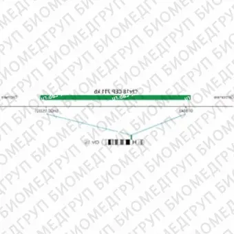 ДЛЯ КЛИЕНТОВ из США. SureFISH Chr18 CEP 711кб P20 GR. CEP 18, Номер копии, 20 тестов, FITC, Концентрат, Ручное использование