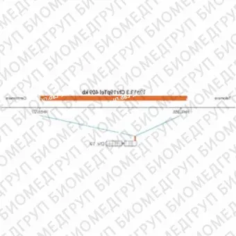 ДЛЯ КЛИЕНТОВ из США. SureFISH 19p13.3 Chr19pTel 409кб P20 RD. Теломер Chr19p, Номер копии, 20 тестов, Cy3, Концентрат, Ручное использование