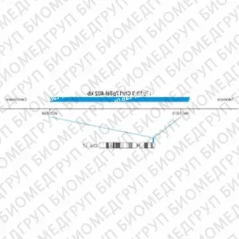 ДЛЯ КЛИЕНТОВ из США. SureFISH 17p13.3 Chr17pTel 402кб P20 BL. Теломер Chr17p, Копийный номер, 20 тестов, Аква, Концентрат, Ручное использование