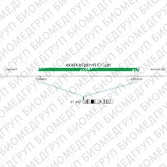 ДЛЯ КЛИЕНТОВ из США. SureFISH 16q24.3 Chr16qTel 424кб P20 GR. Теломер Chr16q, Номер копии, 20 тестов, FITC, Концентрат, Ручное использование