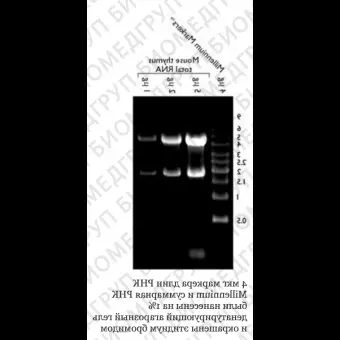 Маркер длин РНК, Millennium, 10 фрагментов от 500 до 9000 п.н., 1 мг/мл, Thermo FS, AM7150, 50 мкг