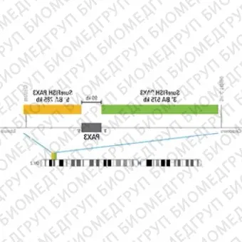 ДЛЯ КЛИЕНТОВ из США. SureFISH 2q36.1 PAX3 5 BA 285Кб P20 RD. PAX3, Break Apart, 20 тестов, Cy3, концентрат, ручное использование