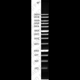 ДНКмаркер 10000/13C, 13 фрагментов от 250 до 10000 п.н. концентрат 0,5 мг/мл, Диаэм, 1905.0250, 250 мкг