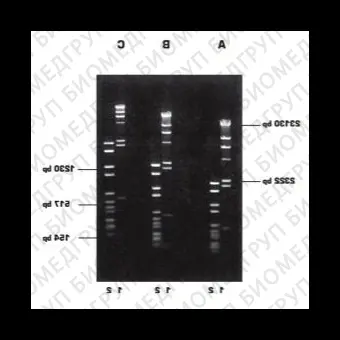 Агароза, низкий EEO, D1, GQT, Genetic Quality Tested, Импорт, 1932.1000, 1 кг