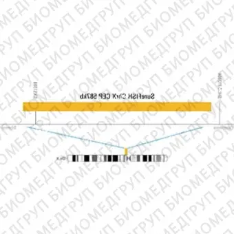 ДЛЯ КЛИЕНТОВ из США. SureFISH ChrX CEP 587 КБ P20 RD. CEP X, Номер копии, 20 тестов, Cy3, Концентрат, Ручное использование