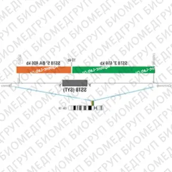 ДЛЯ КЛИЕНТОВ из США. SureFISH 18q11.2 SS18 5146 BA 406кб P20 RD. SS18, Break Apart, 20 тестов, Cy3, Концентрат, Ручное использование