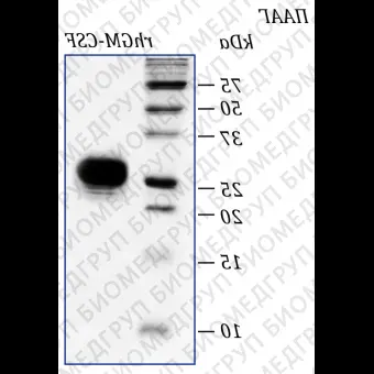 Фактор человека гранулоцитарномакрофагальный колониестимулирующий, рекомбинантный белок, rhGMCSF, Россия, PSG03050, 50 мкг