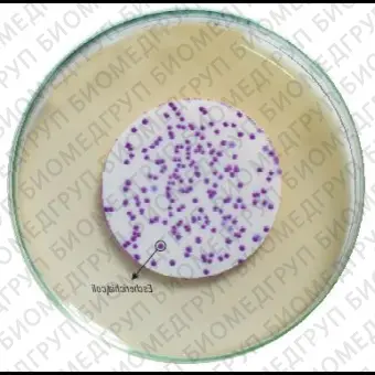 Агар HiCrome для обнаружения термотолерантных E.coli мембранным методом 500 г ФСЗ 2009/03705
