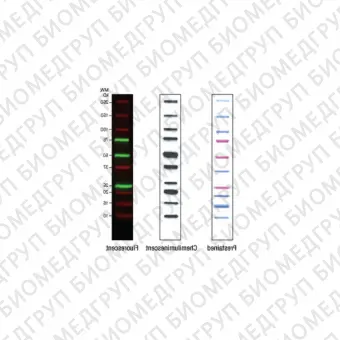 Маркеры молекулярной массы белков Precision Plus Protein WesternC, 1.25 мл