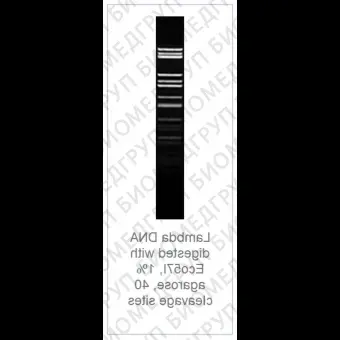 Эндонуклеаза рестрикции Eco57I Fast Digest для ускоренного гидролиза ДНК, Fermentas, Thermo FS, FD0344, 20 реакций