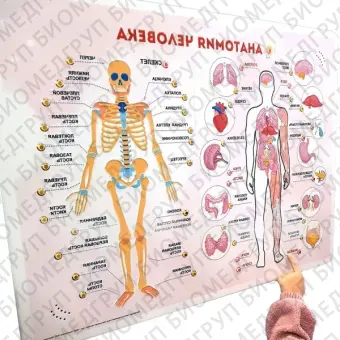 Стенд тактильнозвуковой Анатомия человека 860х650