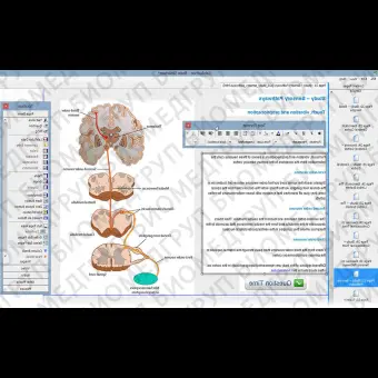 Программное обеспечение для обучения LabTutor