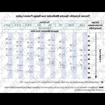 Маркеры молекулярной массы белков Spectra Multicolor, окрашенные, 1,740 кДа, 1 х 250 мкл