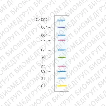 Маркеры белковые молекулярного веса, предокрашенные, Kaleidoscope, 10250 кДа, 10 полос, BioRad, 1610395, 5х500 мкл