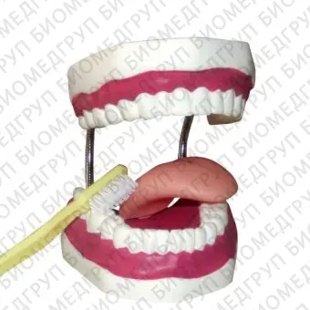 Анатомическая модель прорезывание зубов UMA802