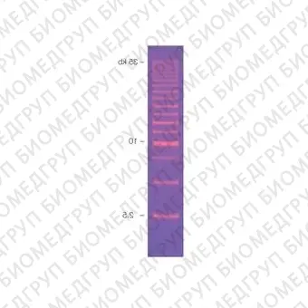 Маркер длин ДНК, 2,5 kb, 14 фрагментов от 2500 до 35000 п.н., готовый к применению, 0,1 мкг/мкл, BioRad, 1708205, 400 мкл