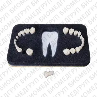 З24  комплект из 24 сменных зубов для дентомоделей ЧВН24