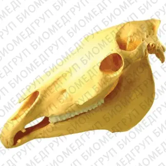 Анатомическая модель черепа 98010